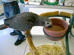 Bird drinking