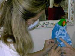 Groomer examining a bird