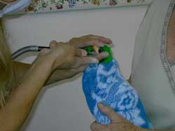 Groomer examining a bird