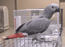 Parrot on a cage