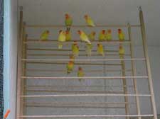 Plenty of space for birds
