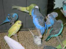 Cramped quarters for birds