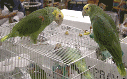 Parrots on a cage