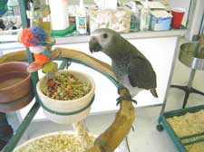 A bird with fresh nuts and seeds