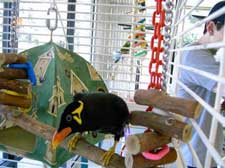 A bird with more toys