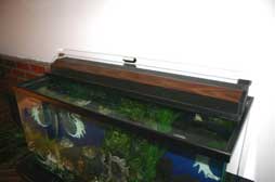A bird could drown in a fish aquarium