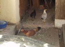 Loose roaming birds