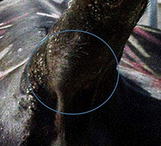 Caudal Fold Response