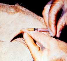 Caudal Fold Injection