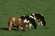 cows in pasture