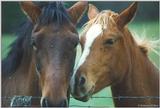 two horses