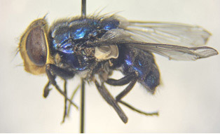 New World Screwworm - side view