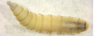 New World Screwworm - larva