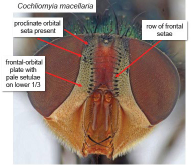 Secondary Screwworm - adult