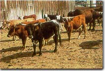 Mexicans or Corriente Steers