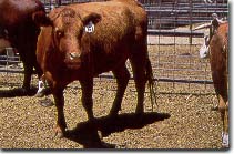 Red Heifer