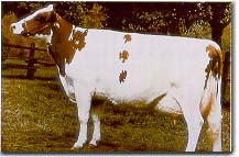 Holstein Heifer