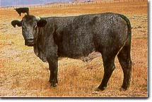 Blue Roan Cow