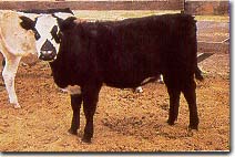 Black Brockleface Steer