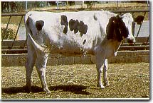 Holstein Heifer