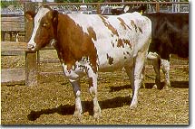 Holstein Heifer