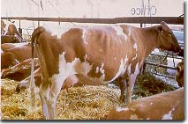 Holstein Heifer