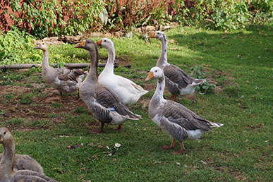 A family of grey and white geese