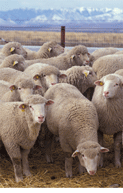 many sheep standing together