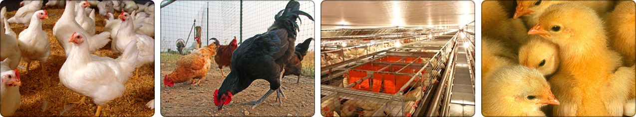 photo montage featuring chickens, roosters, chicks and a henhouse