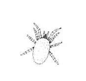 Poultry Mite