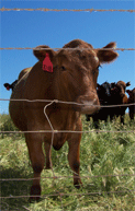red beef cow red beef cow