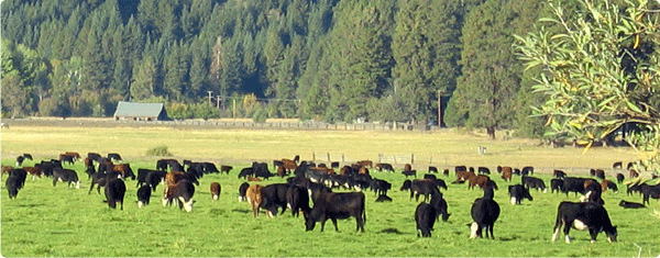 Cowboy Riding Herd