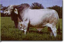 Grey Bull