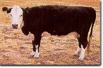 Black Whiteface Cow