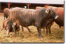 Brindle Bull