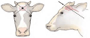 Bovine Head Diagram