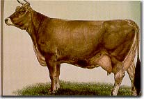 Holstein Heifer