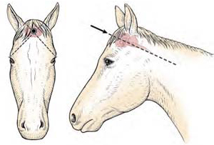 Horse Head Diagram