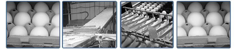 Egg Safety and Quality Management Program