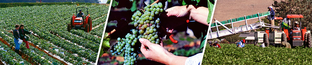 Montage: farmers in a field, grapes on the grapevine