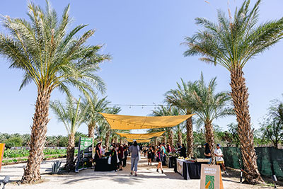 An outdoor promenade flanked by tall palm trees and exhibit booths