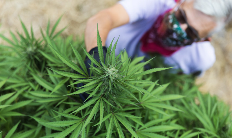 Woman looking at a cannabis plant