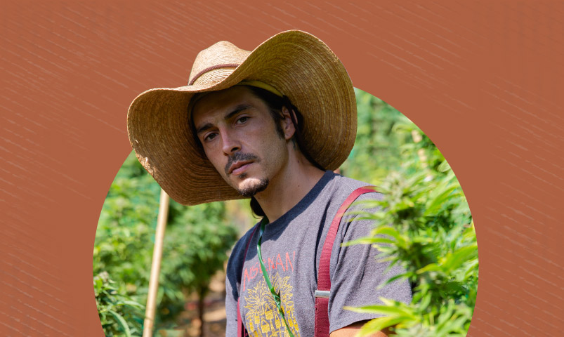 A grower in a cannabis field
