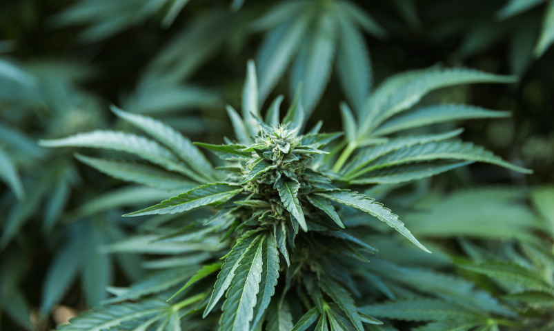 Close up of a cannabis plant