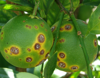 Citrus canker disease