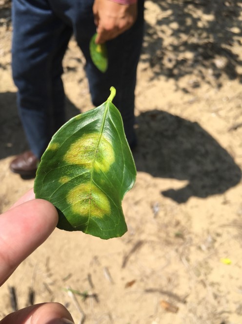 CLD symtoms on citrus fruit leaf 6