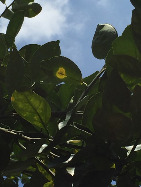 CLD symtoms on citrus fruit leaf 7
