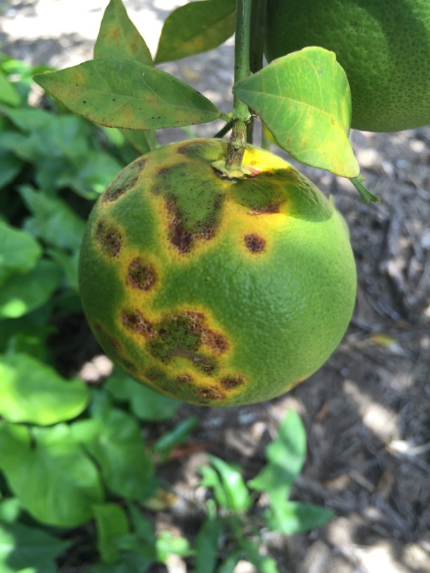CLD symtoms on a citrus fruit 2