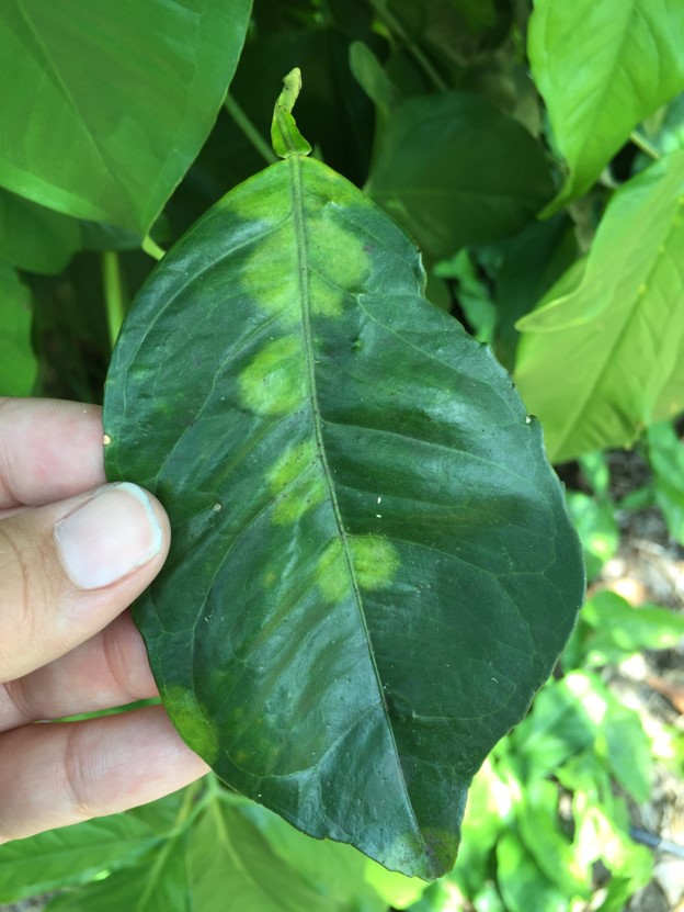 CLD symtoms on citrus fruit leaf 1