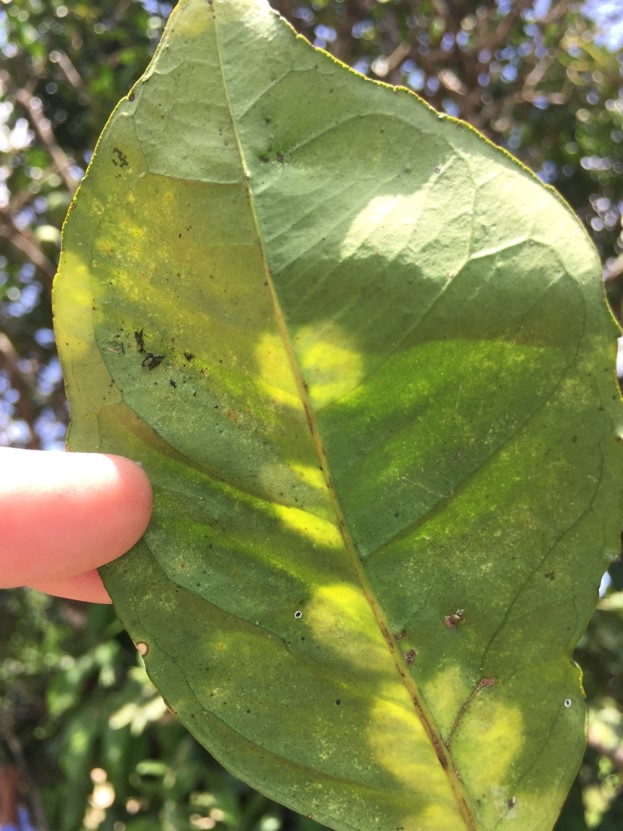 CLD symtoms on citrus fruit leaf 2
